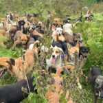 Част от кучетата