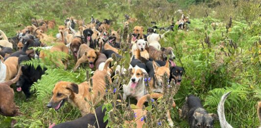 Част от кучетата