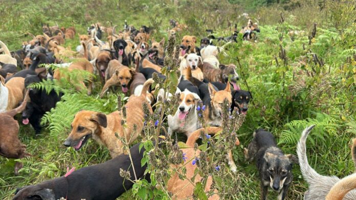 Част от кучетата