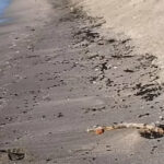 Мазут в Поморие