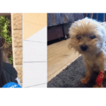 Миглена и кученцето в Сливен