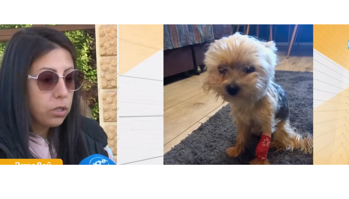 Две немски овчарски собственост на Йордан Лечков почти са разкъсали