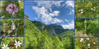 Резерват „Червената стена“