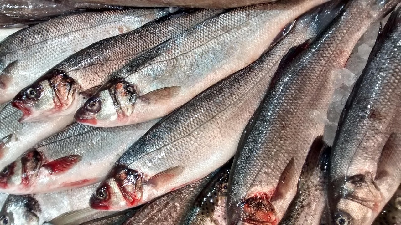 Тази есен характерните за сезона пасажни риби – сафрид чернокоп