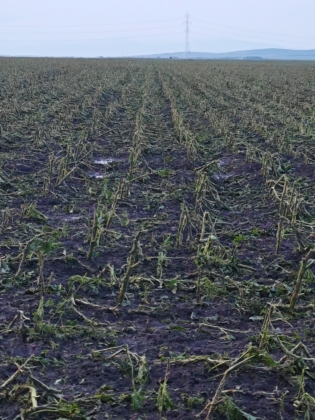 Щети след градушката в село Бял Кладенец