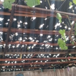 Щети след градушката в село Бял Кладенец