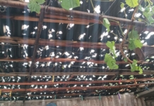 Щети след градушката в село Бял Кладенец