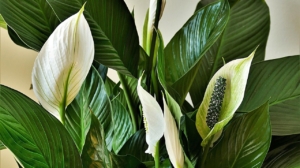  Спатифилум 