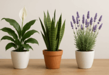 Растения, които лекуват