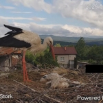 Умрели щъркели