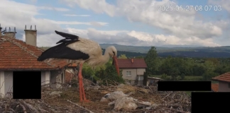 Умрели щъркели