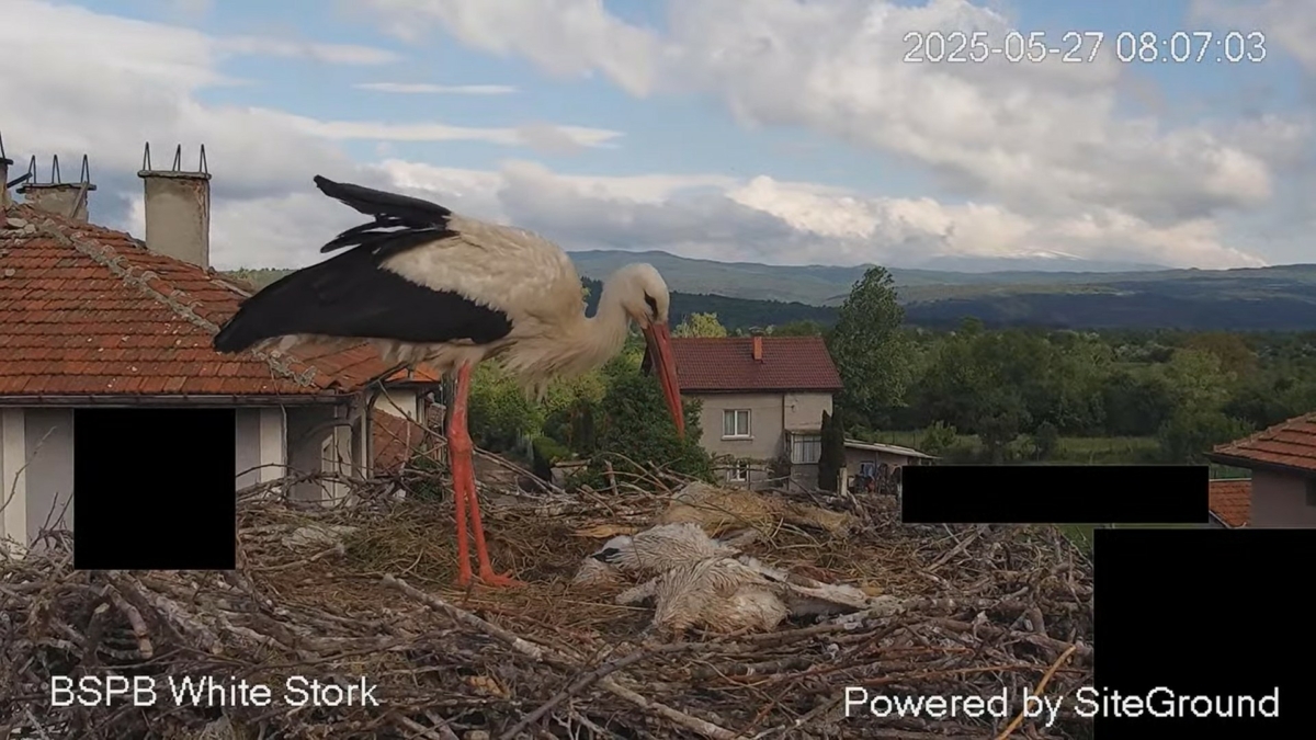 За съжаление и трите малки на семейството бели щъркели от