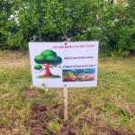 Засаждане на дърво в Мездра