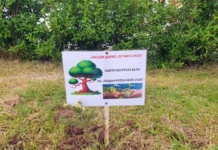 Засаждане на дърво в Мездра