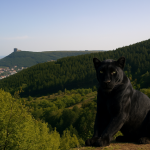 Черната котка в Шумен