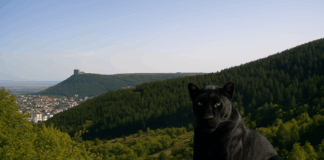 Черната котка в Шумен