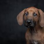 домашен любимец