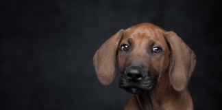 домашен любимец