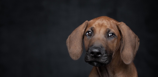 домашен любимец