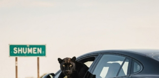 Изчезналата пантера