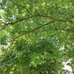 Клон на дърво