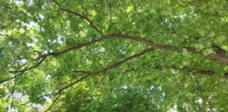 Клон на дърво