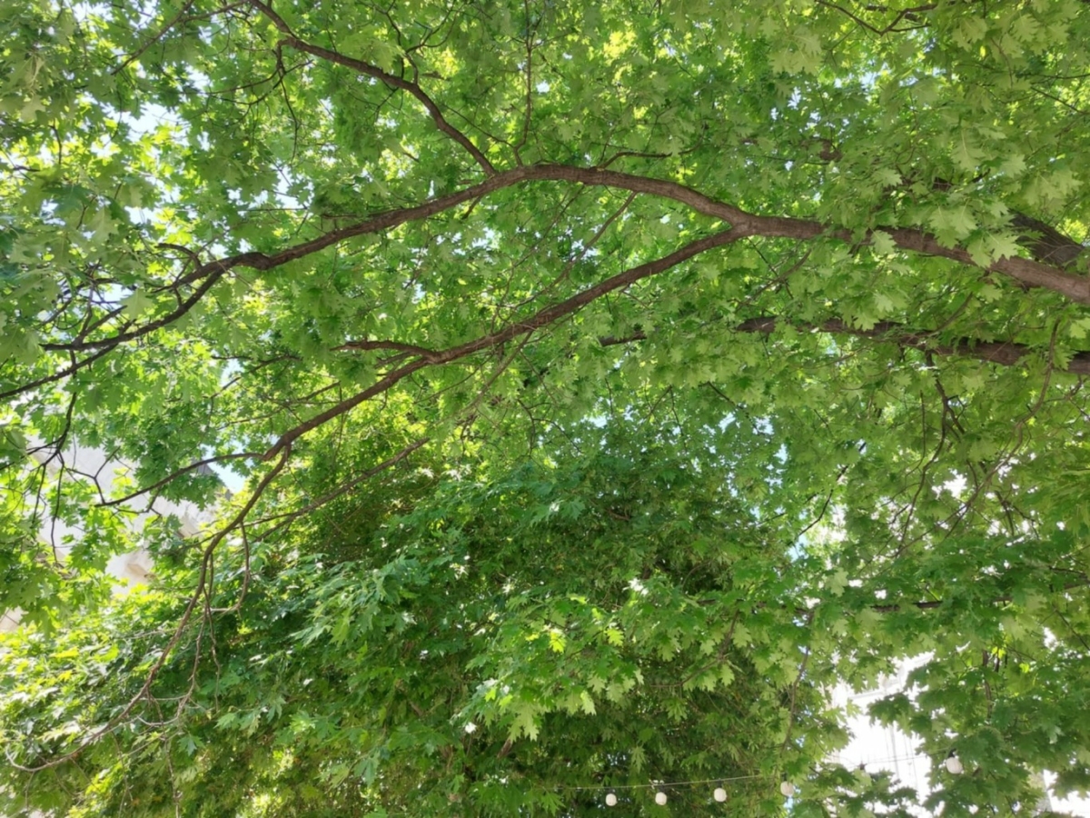 Сухата гореща вълна която обхвана не само ни принуждава