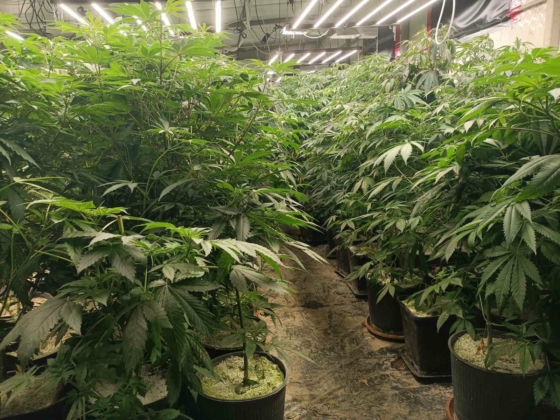 Наркооранжерия за 1 милион лева разбита в Средецко