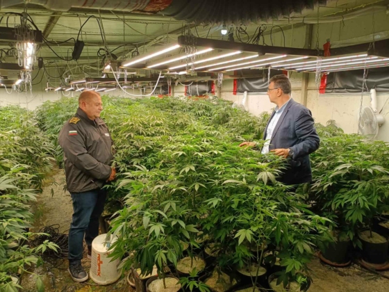 Наркооранжерия за 1 милион лева разбита в Средецко