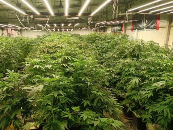 Наркооранжерия за 1 милион лева разбита в Средецко