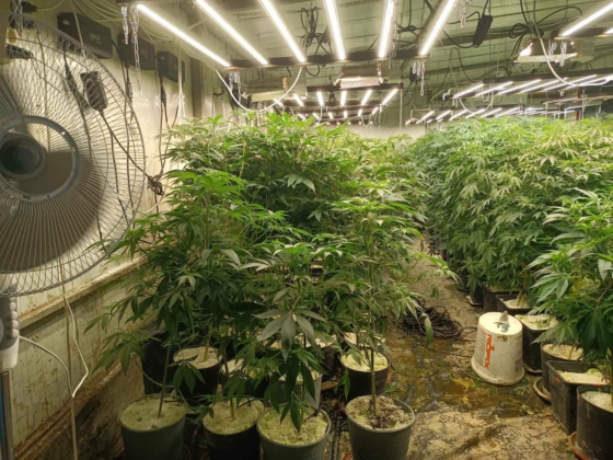 Наркооранжерия за 1 милион лева разбита в Средецко