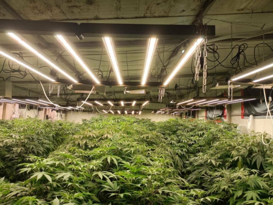 Наркооранжерия за 1 милион лева разбита в Средецко