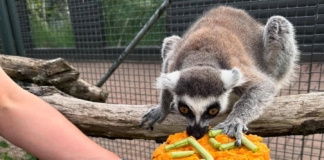 Лемур Стъмпи