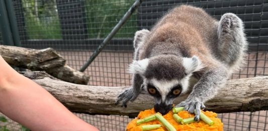 Лемур Стъмпи