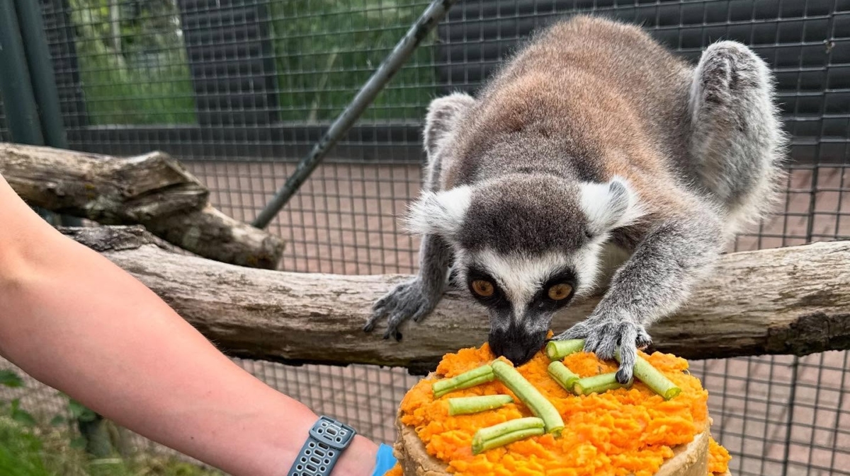 На 15 юни 2025 г котешкият лемур Lemur catta наречен Стъмпи