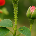 Листни въшки