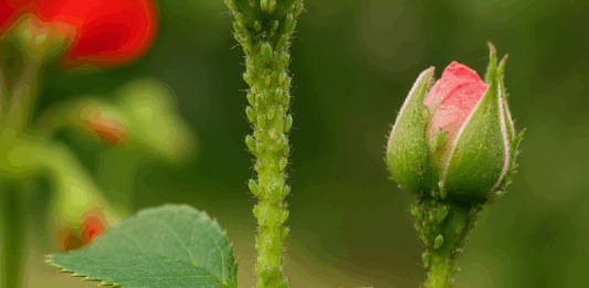 Листни въшки