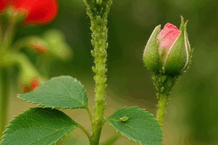 Листни въшки