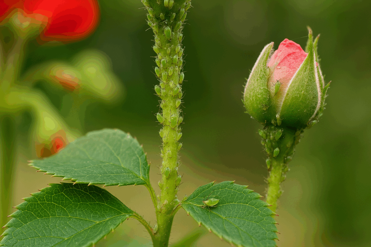 С настъпването на лятото хиляди цветя по балконите градините и