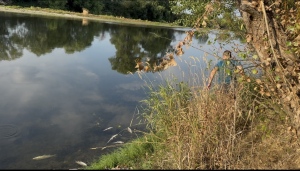 Сигнал за наличие на голямо количество мъртва риба в