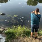 Масов мор на риба в река Марица край Рогош