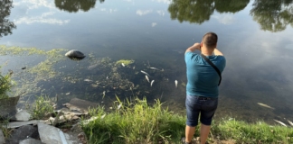 Масов мор на риба в река Марица край Рогош