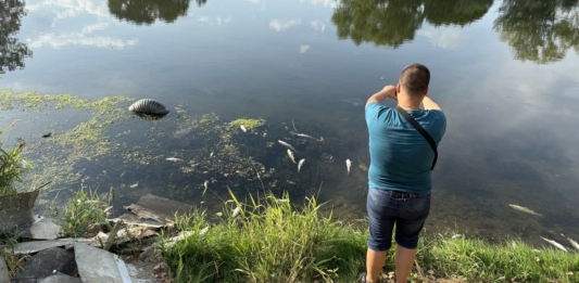 Масов мор на риба в река Марица край Рогош