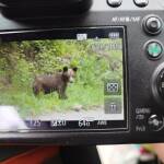 Мече край Смолян