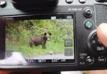 Мече край Смолян