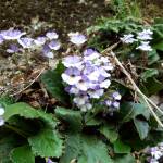 Орфеевото цвете