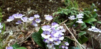 Орфеевото цвете