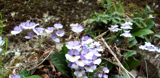 Орфеевото цвете