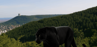 Пантера в Шумен