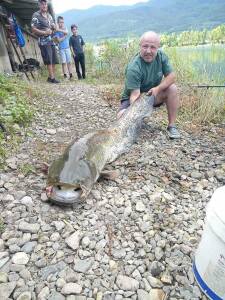 Уловен е голям сом в Правец